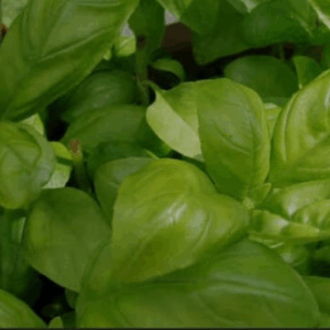 Albahaca