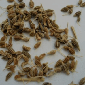 Anís en grano