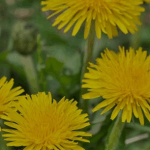 Diente de león planta cortada