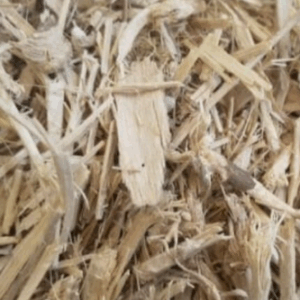 Ginseng