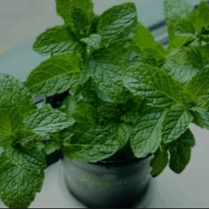 Menta hoja triturada