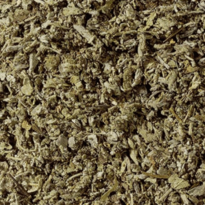 Salvia